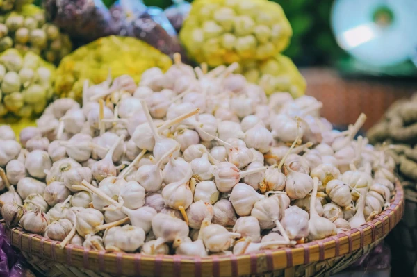 How can garlic help our immune system?